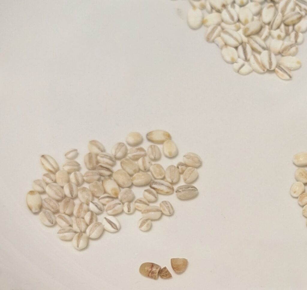 もち麦、押し麦、モロコシ